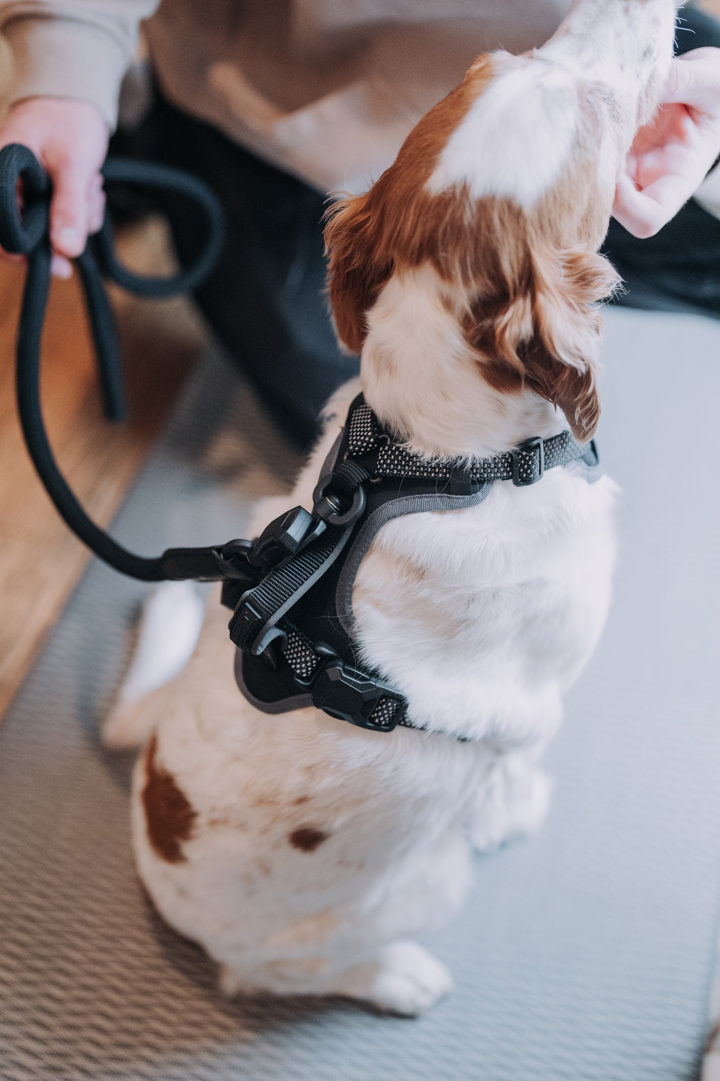 
                  
                    HOOZA Magnetic Quick Clip: Control Harness & Rope Leash
                  
                