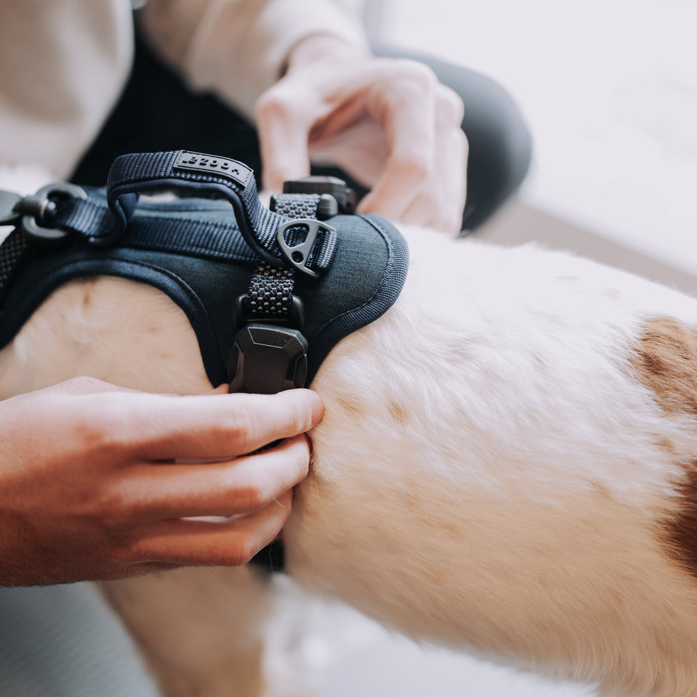
                  
                    MAGNETIC QUICK CLIP CONTROL HARNESS
                  
                