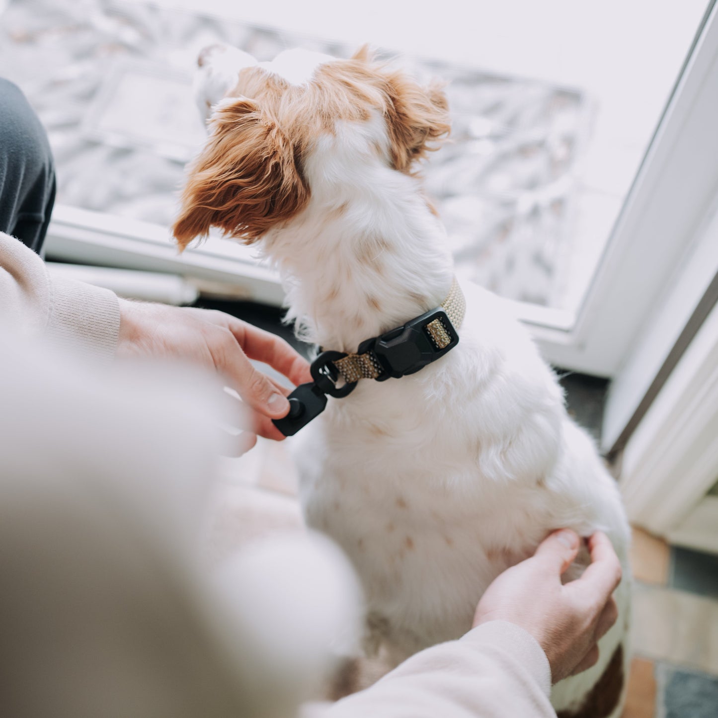
                  
                    QUICK CLIP COLLAR
                  
                