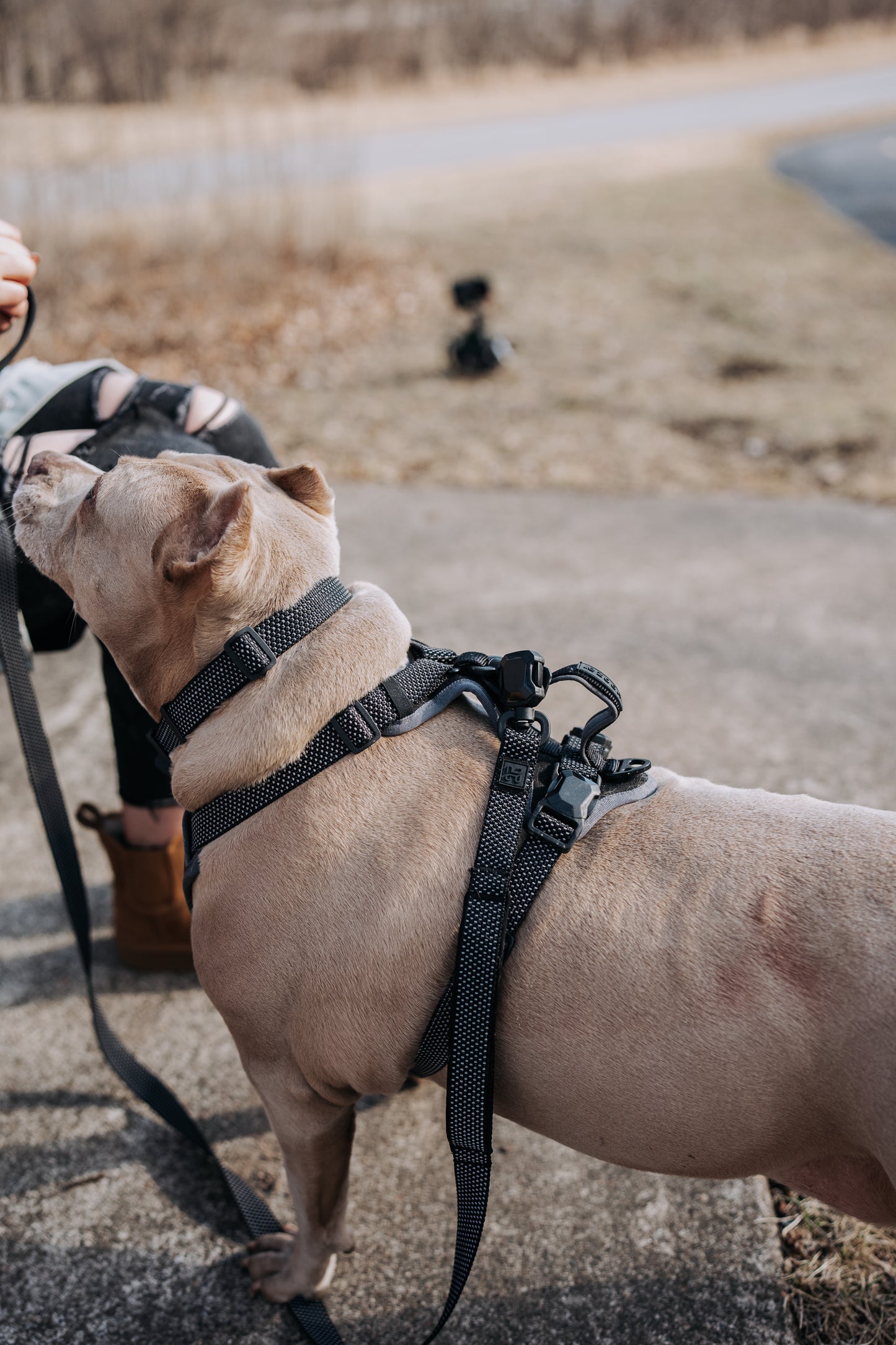 
                  
                    HOOZA Magnetic Quick Clip: Control Harness & Flat Leash
                  
                