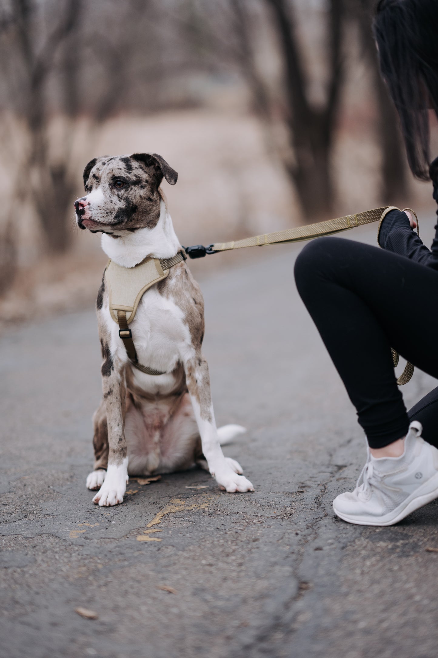 
                  
                    HOOZA Magnetic Quick Clip: Control Harness & Flat Leash
                  
                