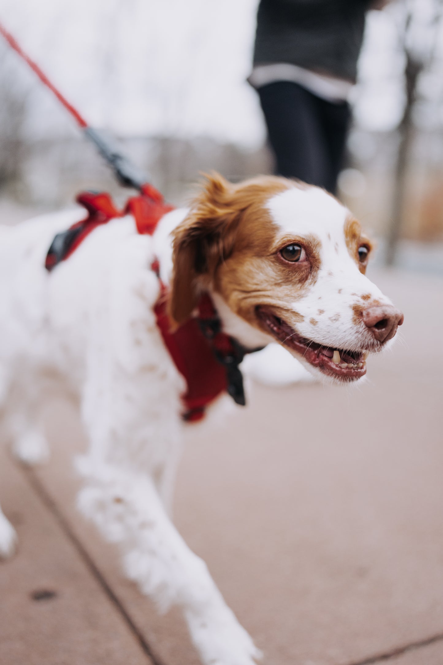 
                  
                    HOOZA Magnetic Quick Clip: Control Harness & Flat Leash
                  
                