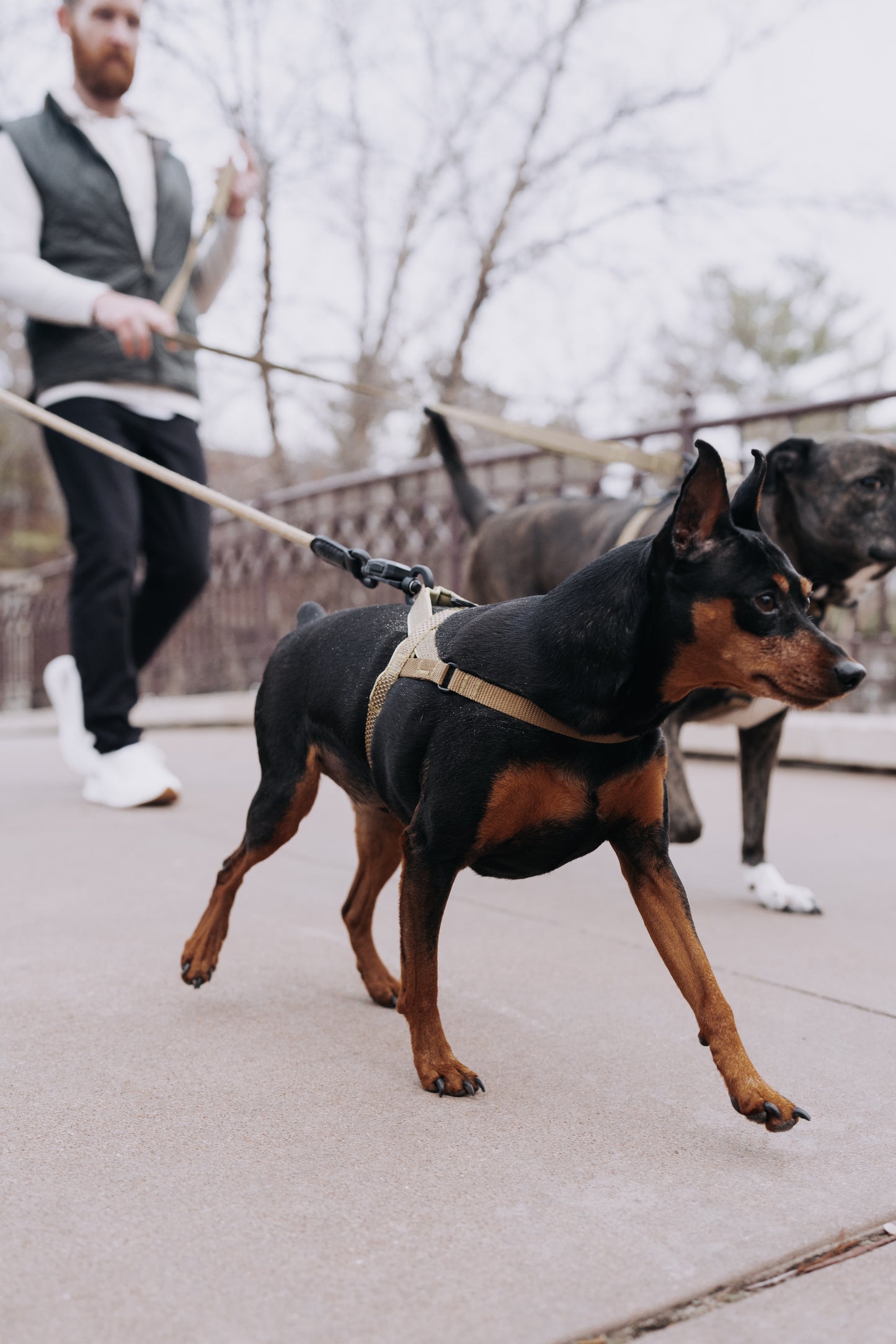 
                  
                    HOOZA Magnetic Quick Clip: Easy Fit Harness & Rope Leash
                  
                