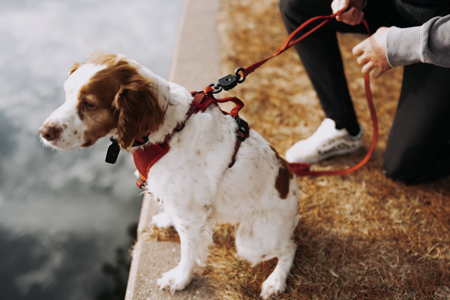 
                  
                    HOOZA Magnetic Quick Clip: Control Harness & Rope Leash
                  
                