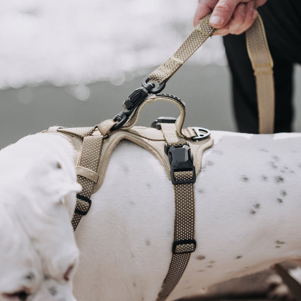 
                  
                    QUICK CLIP REFLECTIVE LEASH
                  
                