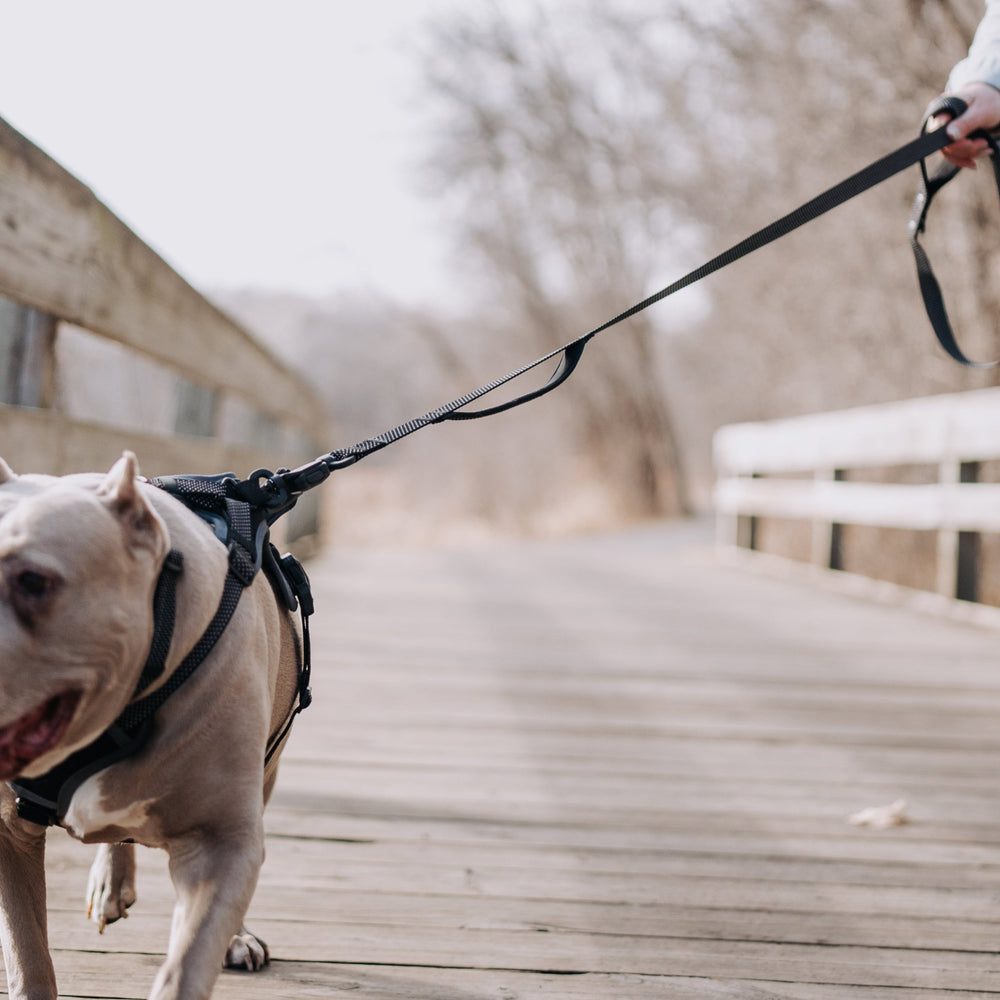 
                  
                    QUICK CLIP REFLECTIVE LEASH
                  
                
