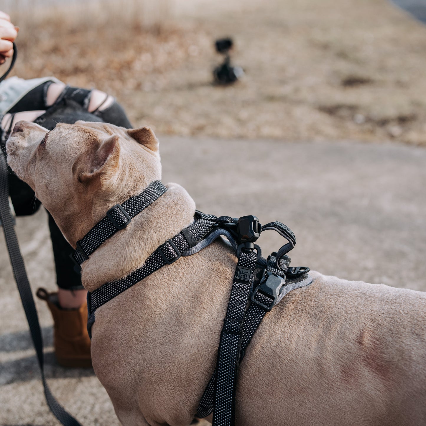 
                  
                    QUICK CLIP COLLAR
                  
                
