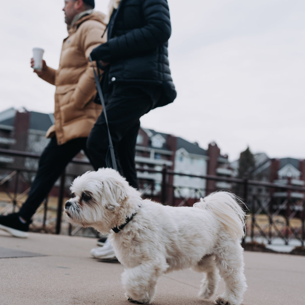 
                  
                    QUICK CLIP REFLECTIVE LEASH
                  
                