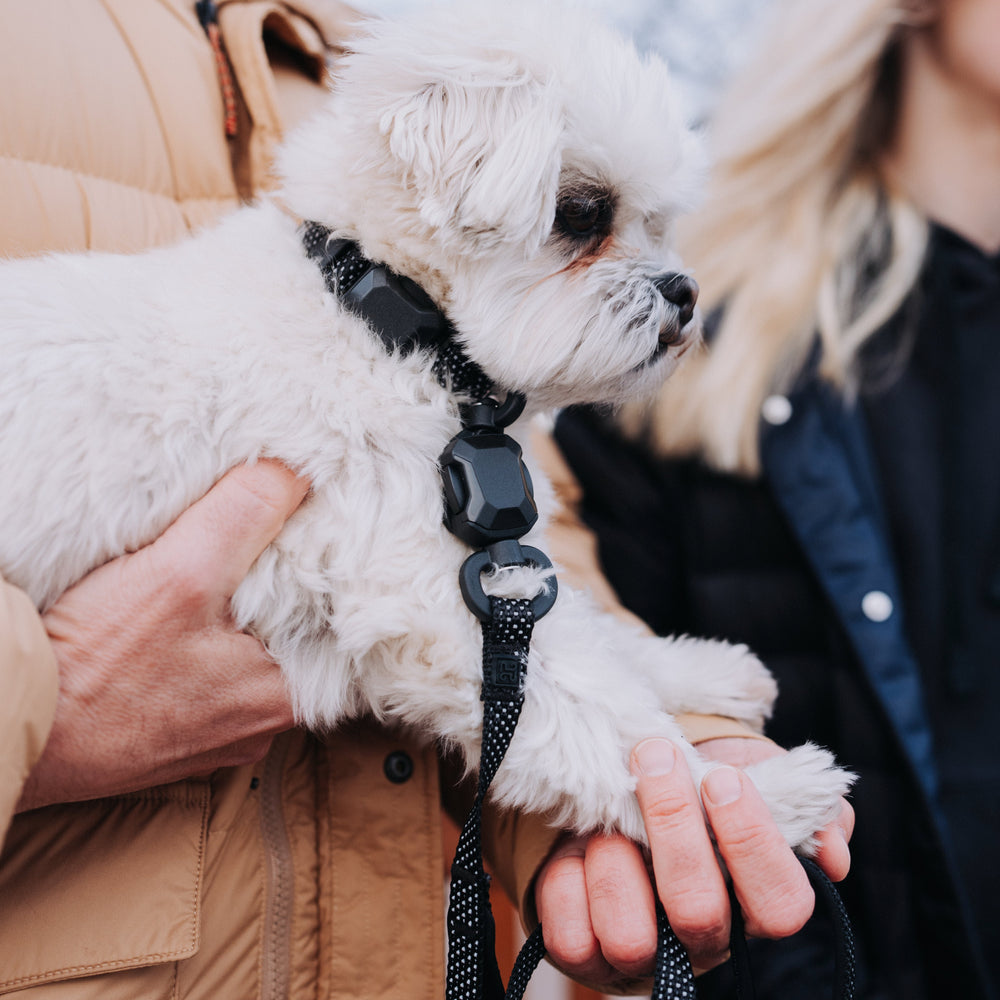 
                  
                    QUICK CLIP REFLECTIVE LEASH
                  
                