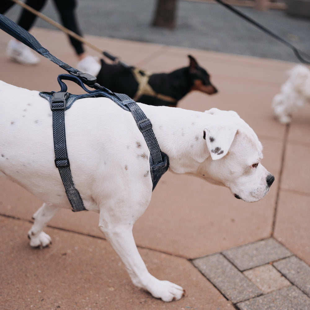 
                  
                    QUICK CLIP REFLECTIVE LEASH
                  
                