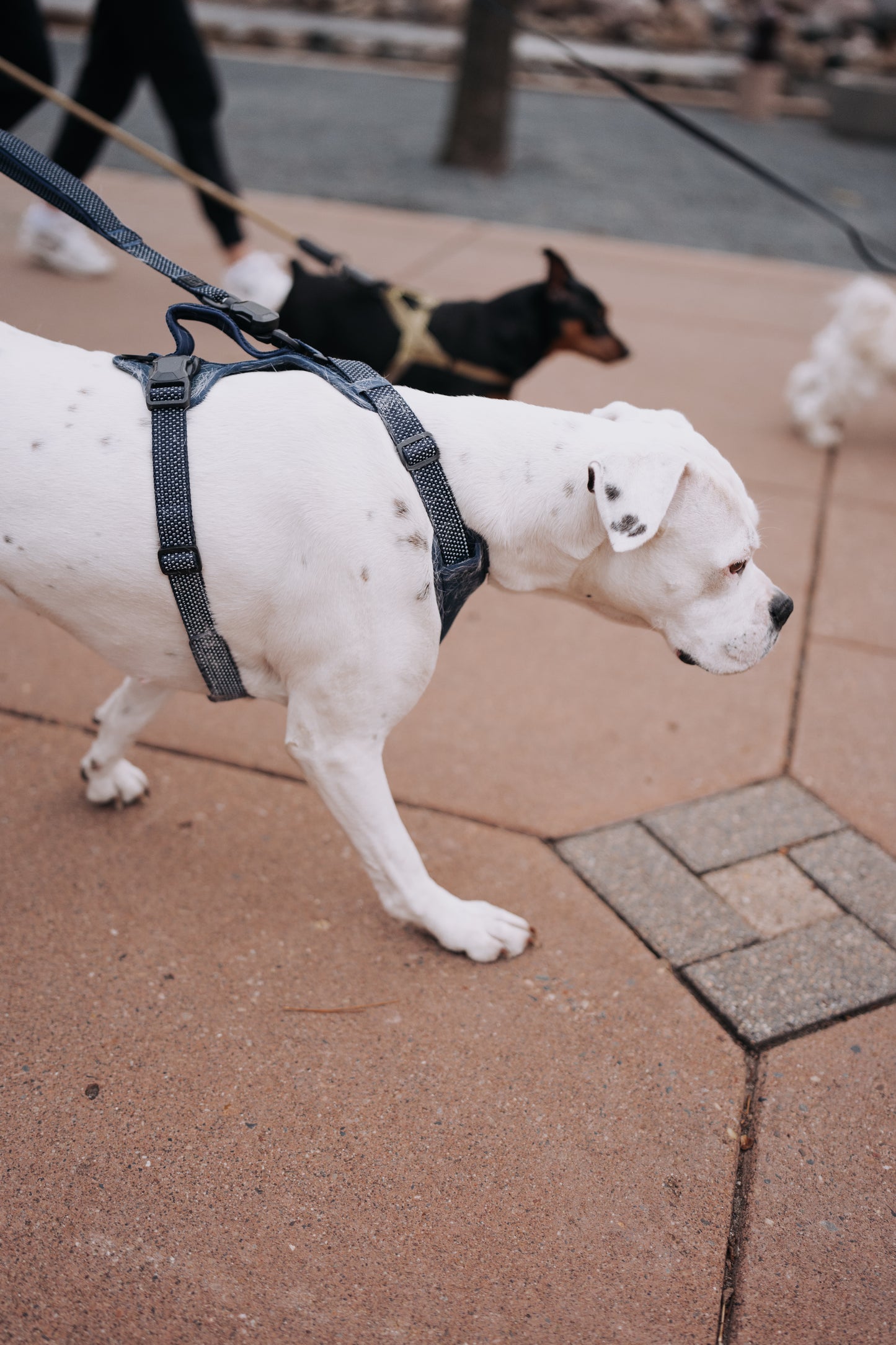
                  
                    HOOZA Magnetic Quick Clip: Easy Fit Harness & Flat Leash
                  
                