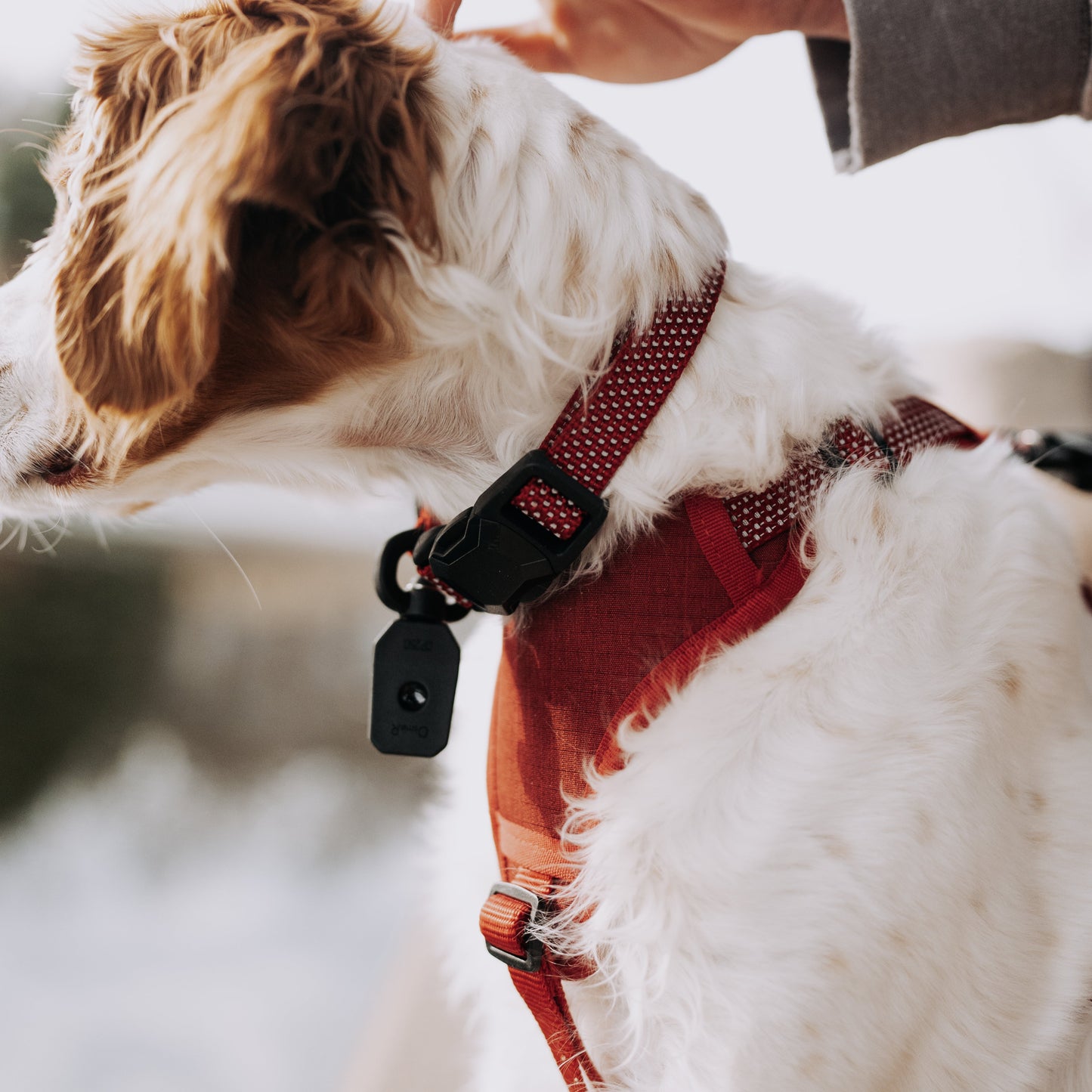 
                  
                    QUICK CLIP COLLAR
                  
                