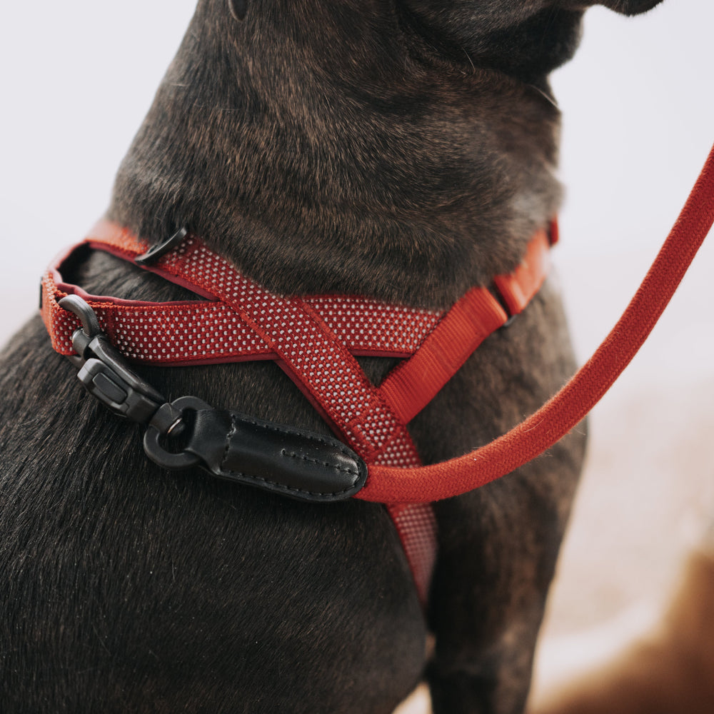 
                  
                    MAGNETIC QUICK CLIP HARNESS
                  
                