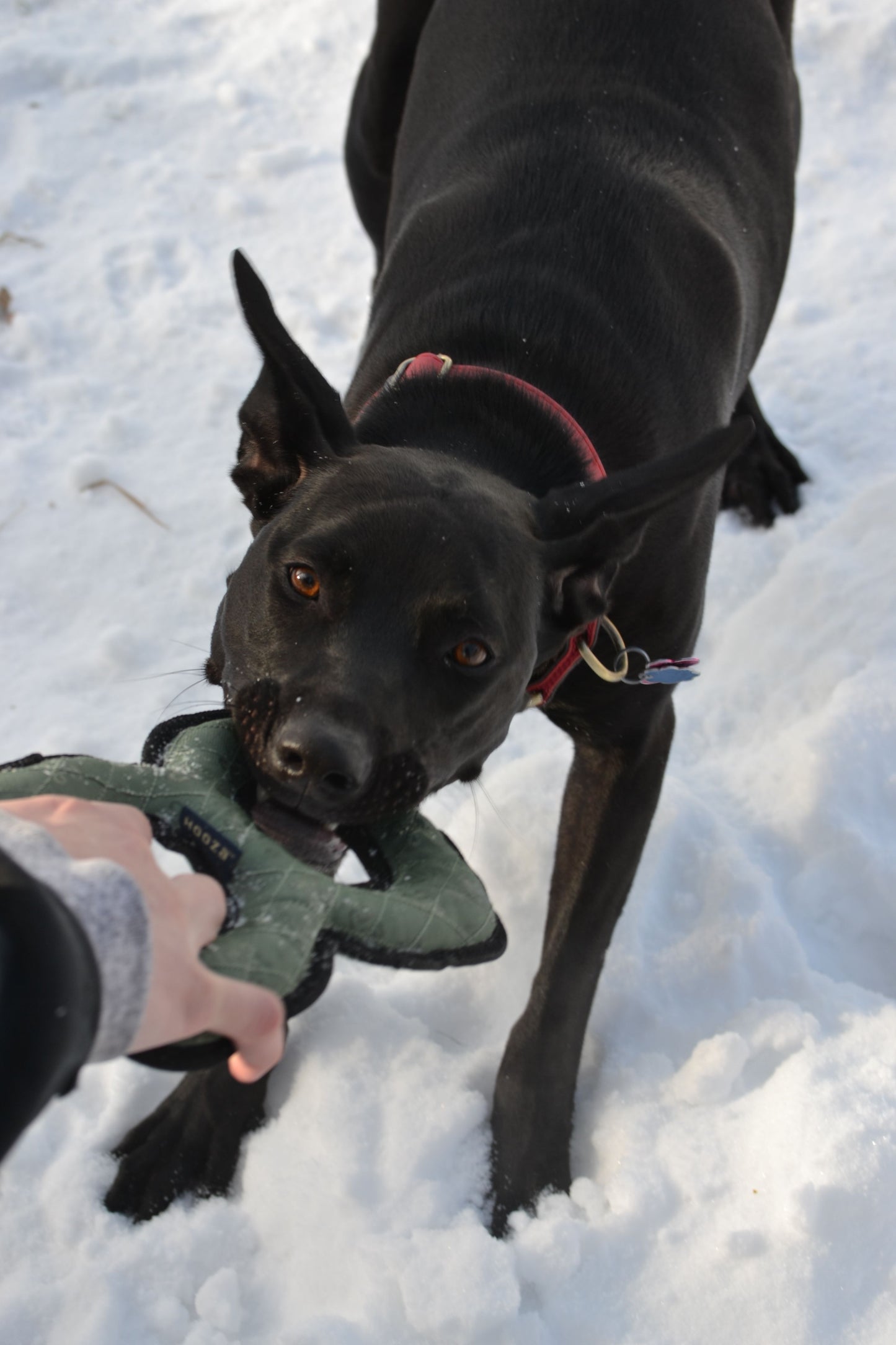 
                  
                    HOOZA Ultra Tough Figure 8 Tug Toy
                  
                