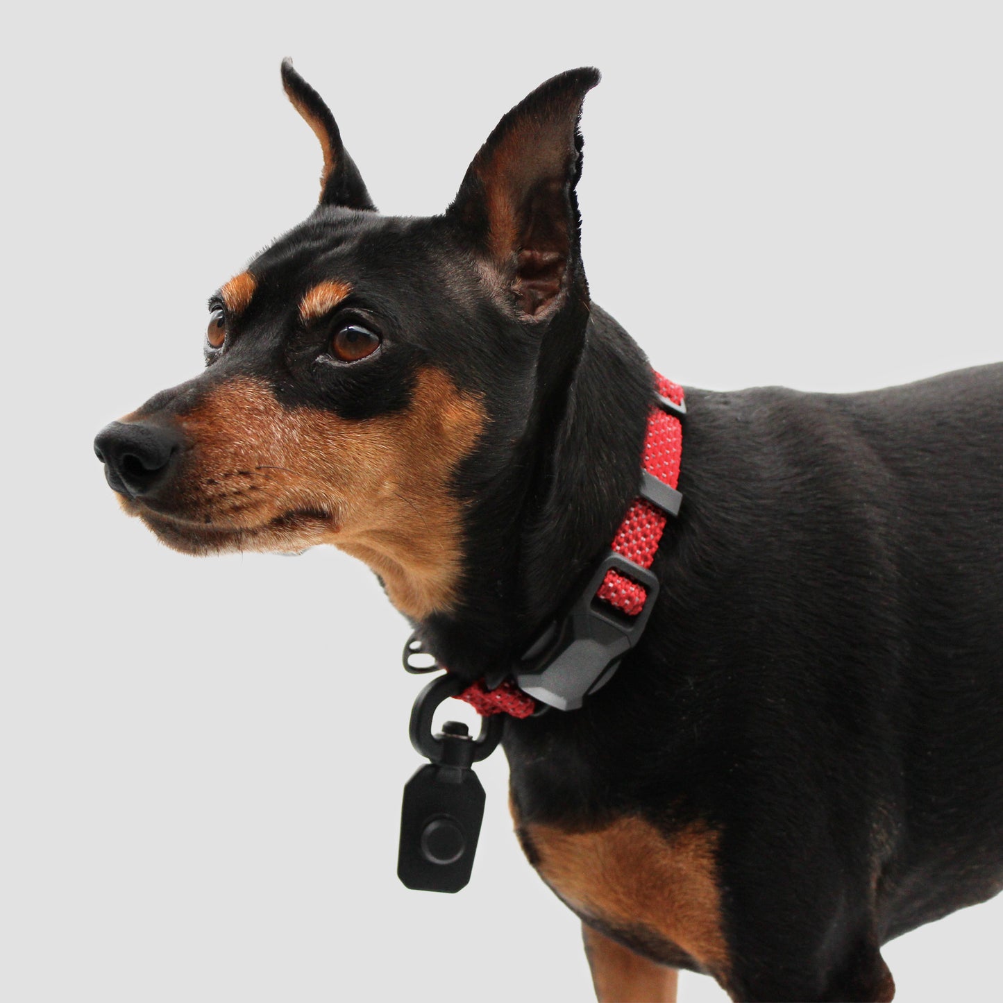 
                  
                    QUICK CLIP COLLAR
                  
                
