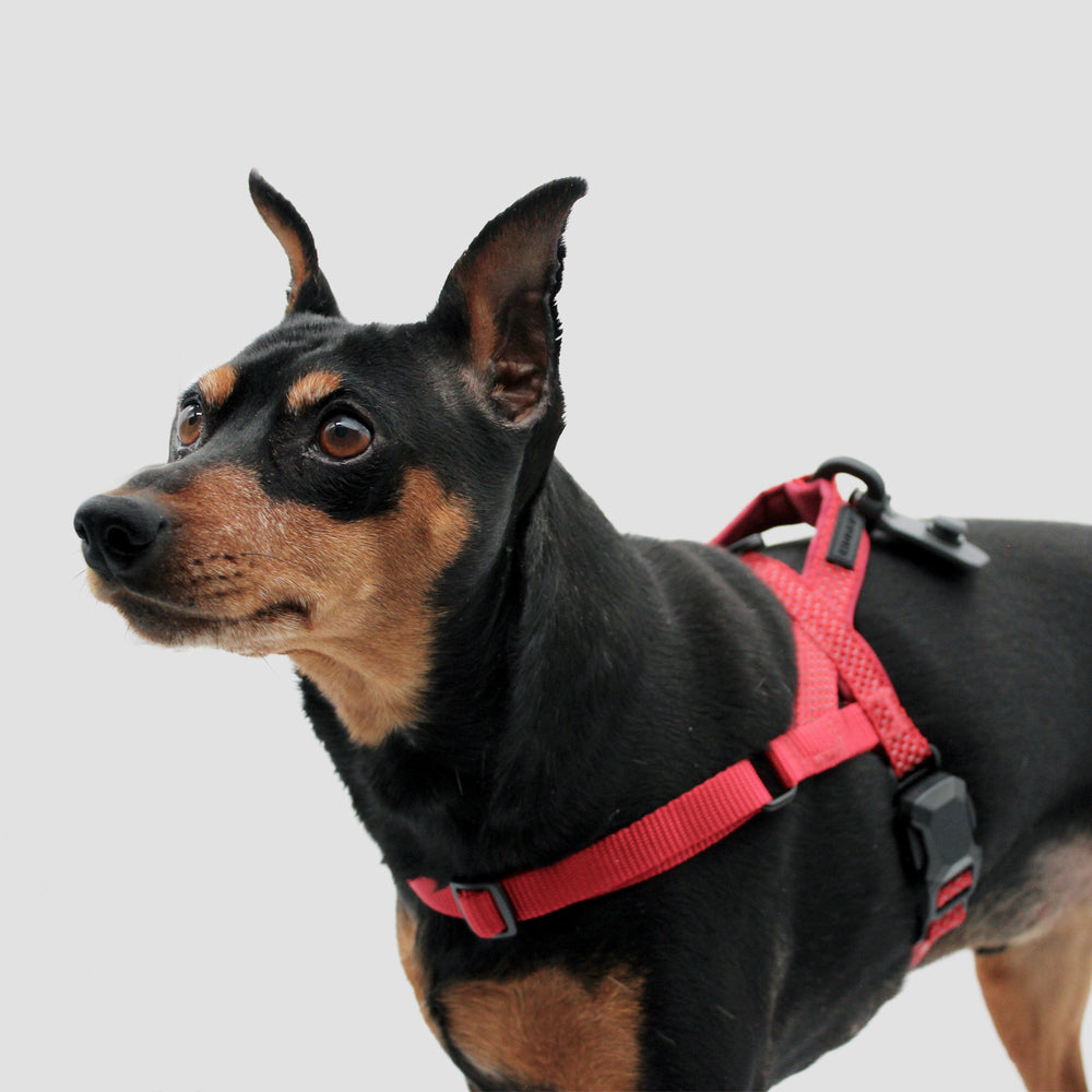
                  
                    MAGNETIC QUICK CLIP HARNESS
                  
                