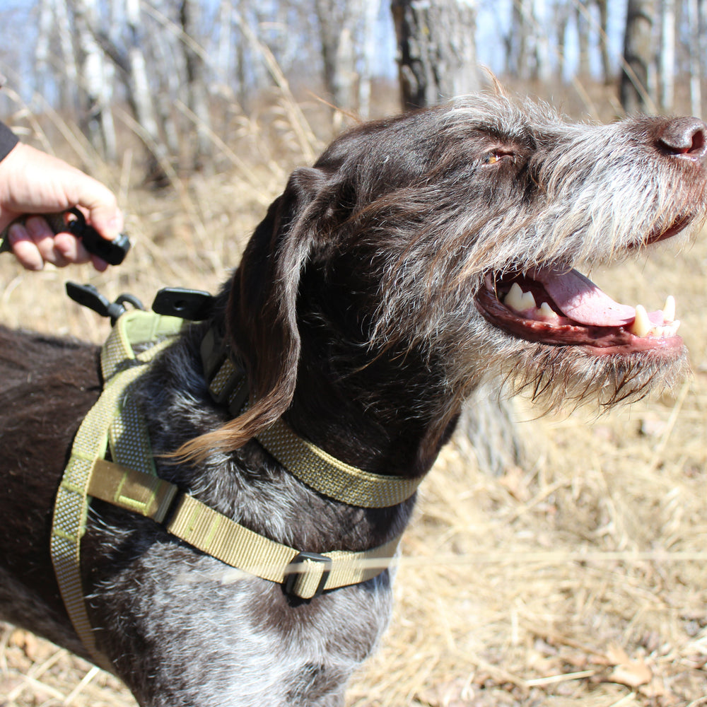 
                  
                    MAGNETIC QUICK CLIP HARNESS
                  
                