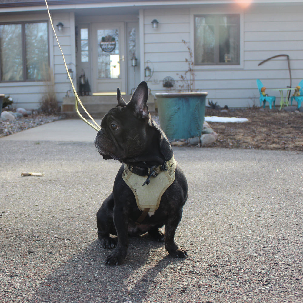 
                  
                    QUICK CLIP REFLECTIVE LEASH
                  
                