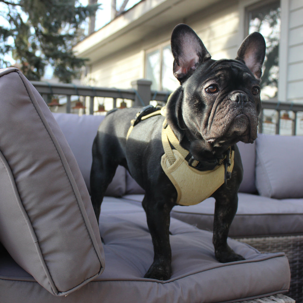 
                  
                    MAGNETIC QUICK CLIP CONTROL HARNESS
                  
                
