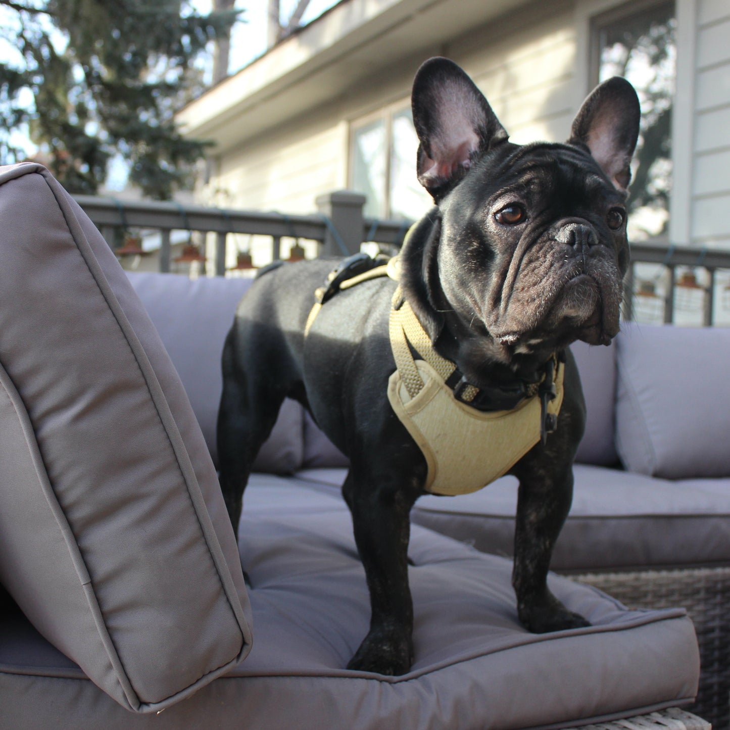 
                  
                    MAGNETIC QUICK CLIP CONTROL HARNESS
                  
                