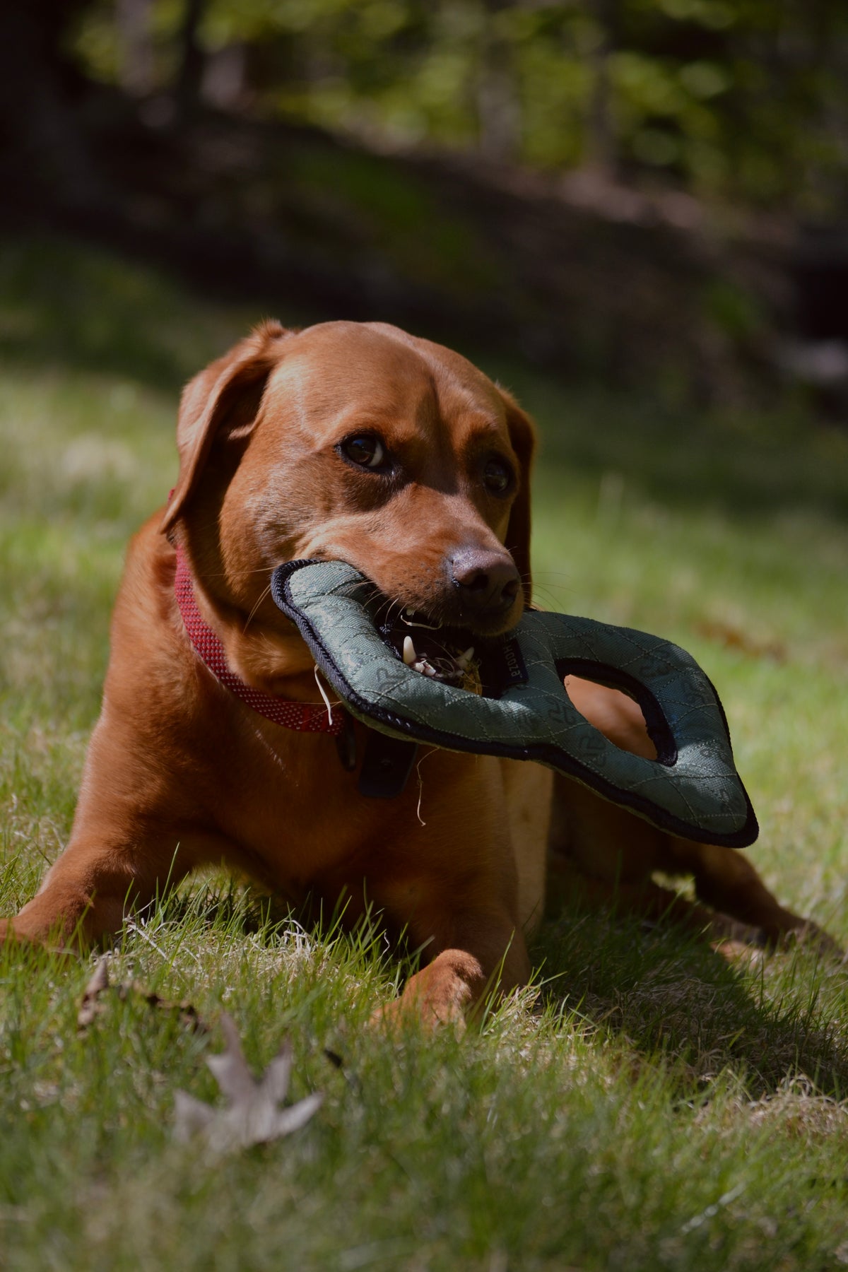 HOOZA Ultra Tough Figure 8 Tug Toy