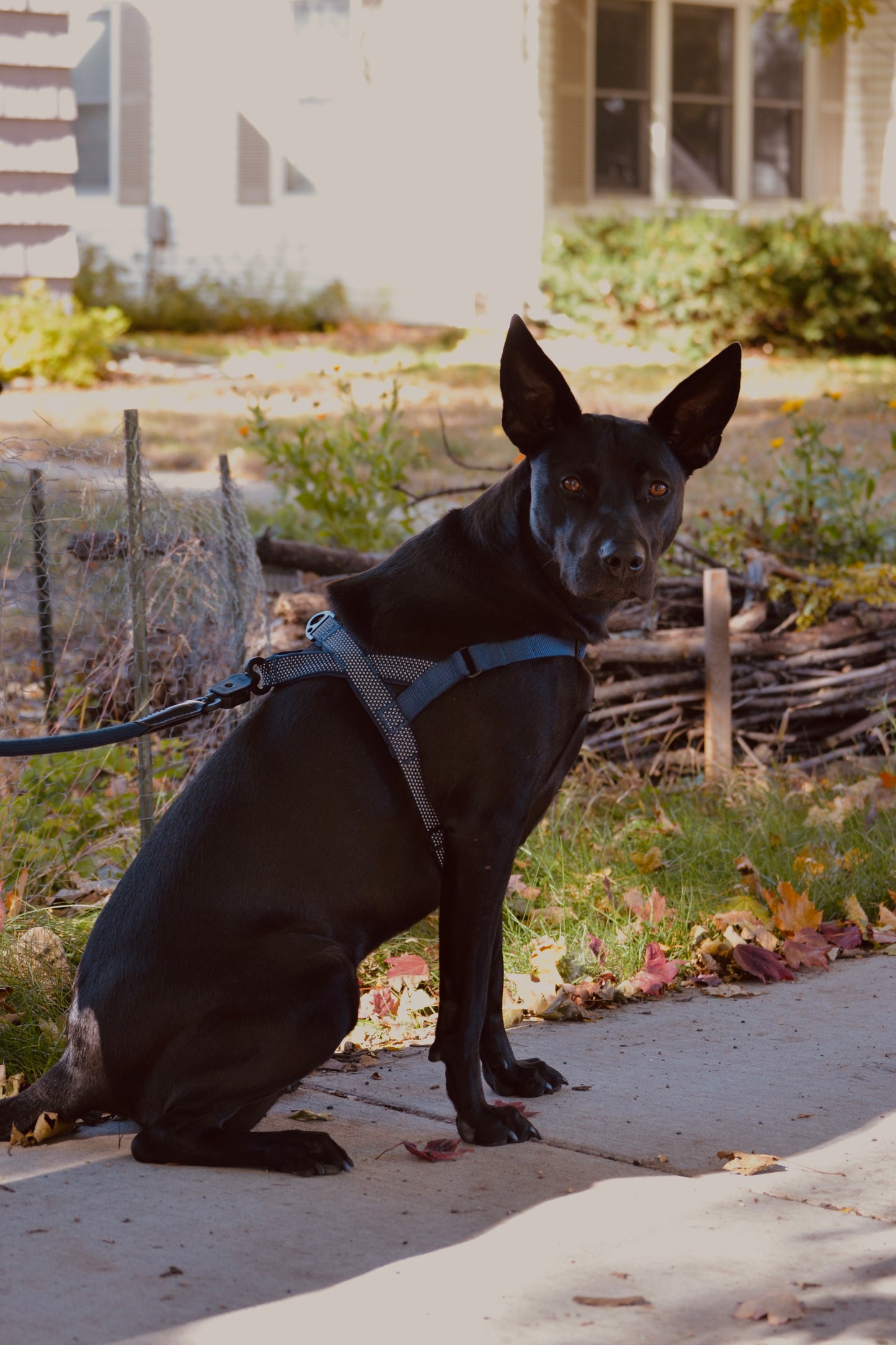 
                  
                    HOOZA Magnetic Quick Clip: Easy Fit Harness & Rope Leash
                  
                