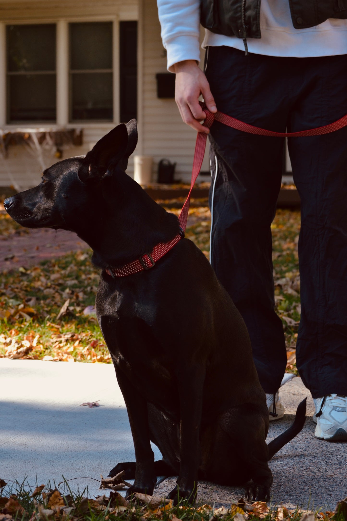 
                  
                    HOOZA Magnetic Quick Clip: Collar & Flat Leash
                  
                